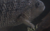 motaguense7.png