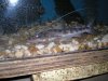 apri5 2008 011.jpg
