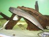 9 FIRE EEL.JPG