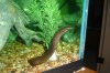 eel knife yeti 007.jpg