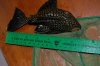Pleco_Ruler.JPG