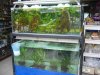 IMG_4090 Water Plants.JPG