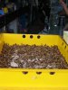 IMG_4094 Superworms.JPG