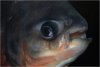 Pacu_20080409_001.jpg