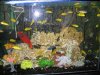 IMG_4072 Cichlid Display 1.JPG