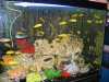 IMG_4073 Cichlid Display 2.JPG