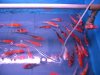 IMG_4079 Sale Koi 1.JPG