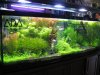 IMG_4077 Planted Tanks Display1.JPG