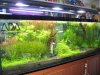 IMG_4076 Planted Tank Display 2.JPG
