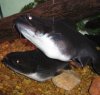 Gulper Cat Bellies.jpg