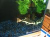 fish 024.jpg