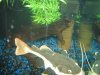 fish 026.jpg