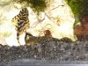 lf_ppmt_plecos.jpg