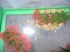 aquariums 002.jpg