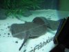 new fish pic 073.jpg