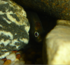 Clown Knife Hiding.png