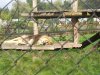 lion.jpg lion.jpg