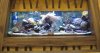 IMG_4664 Entrance ShowTank2.JPG