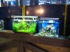 IMG_4681 First Store on the Right6 Display Tanks.JPG