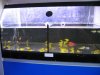 IMG_4693 First Store on the Right13 More Saltwater Fish.JPG