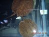 DSCN0027.jpg
