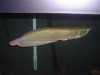 fish 005.JPG