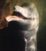 dolphin1.jpg
