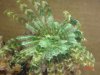 feather star 001.JPE