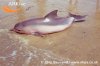 large-Tucuxi-dolphin-stranded-on-sand.jpg