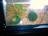 MyMossBall03.jpg