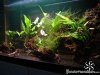 anubias.jpg anubias.jpg