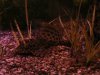 My fish0001.JPG