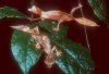 Satanic leaftail pair.jpg