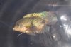 Cichlid2.jpg