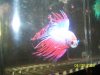 PAandFish04012008 153.jpg