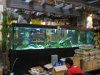 IMG_4718 Store2 MalawiCichlid Disp.JPG
