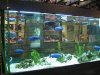IMG_4719 Store2  Cichlid Display.JPG