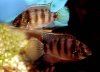 anomalochromis thomasi.jpg