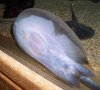 100_7490-1.JPG