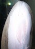 100_7486-1.JPG