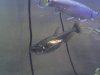 Scomb1 3-1-08.jpeg