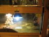 IMG_4736 Reptiles Green Turtle MYR12.JPG