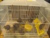IMG_4740 Birds Quail.JPG