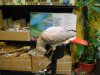 IMG_4743 Bird.JPG