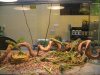 IMG_4741 Reptile.JPG