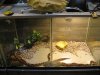 IMG_4744 Reptile Snakes.JPG