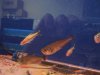 fish 002.jpg