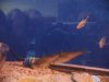 fish 004.jpg