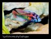 Xystichromis phytophagus.jpg