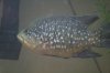 tilapia2.jpg